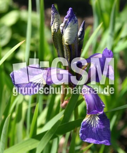 Iris-2.jpg